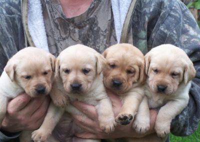golden-retriever-puppies